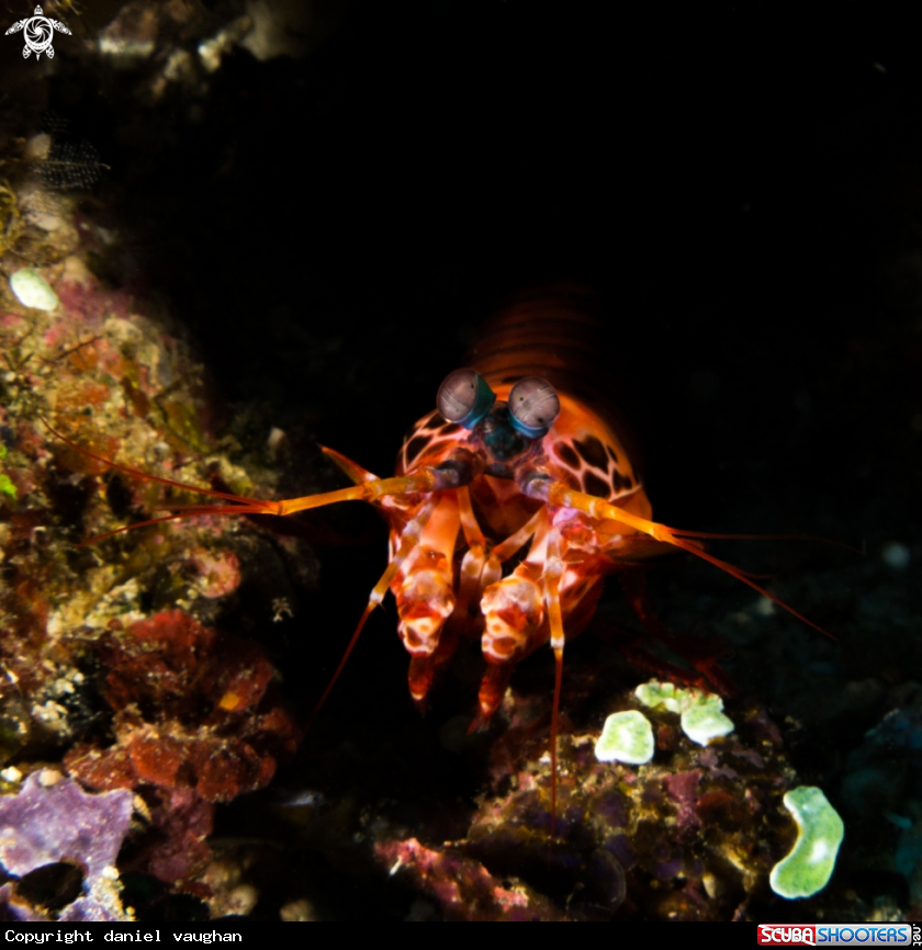 A Crayfish