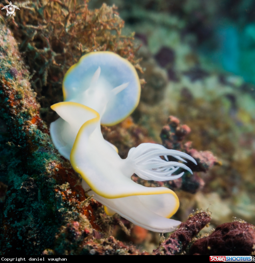 A Nudibrach