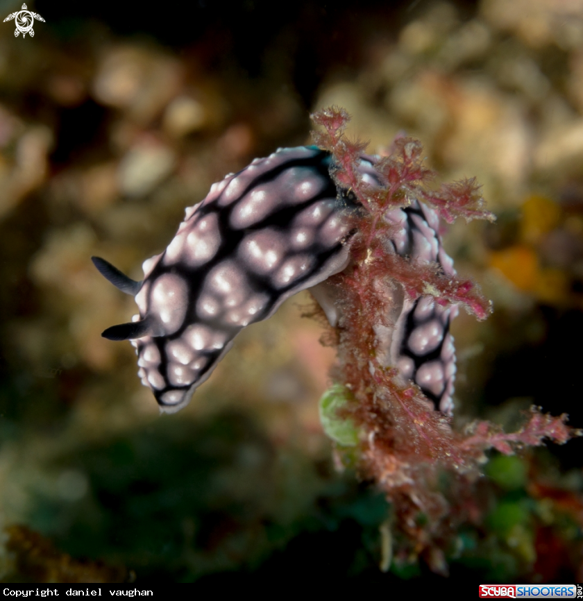 A Nudibrach