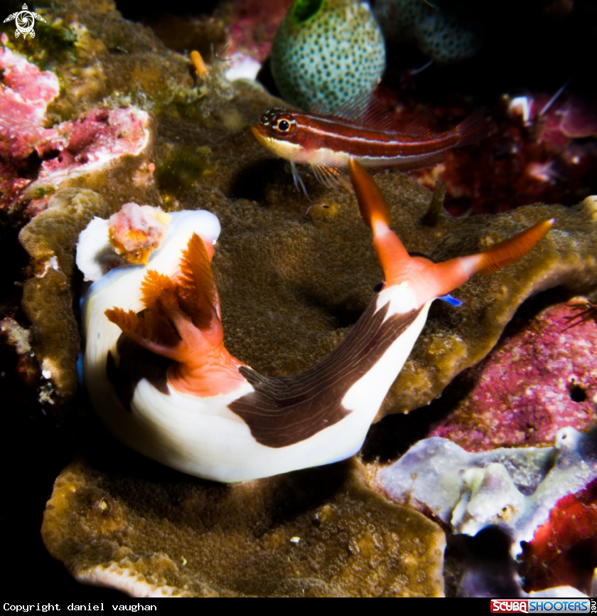 A Nudibrach