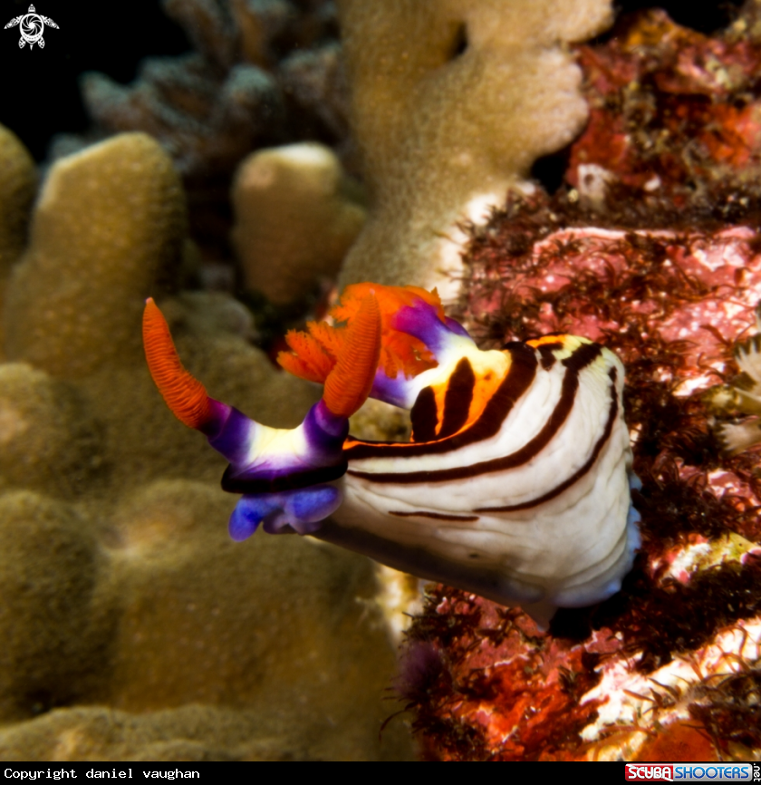 A Nudibrach
