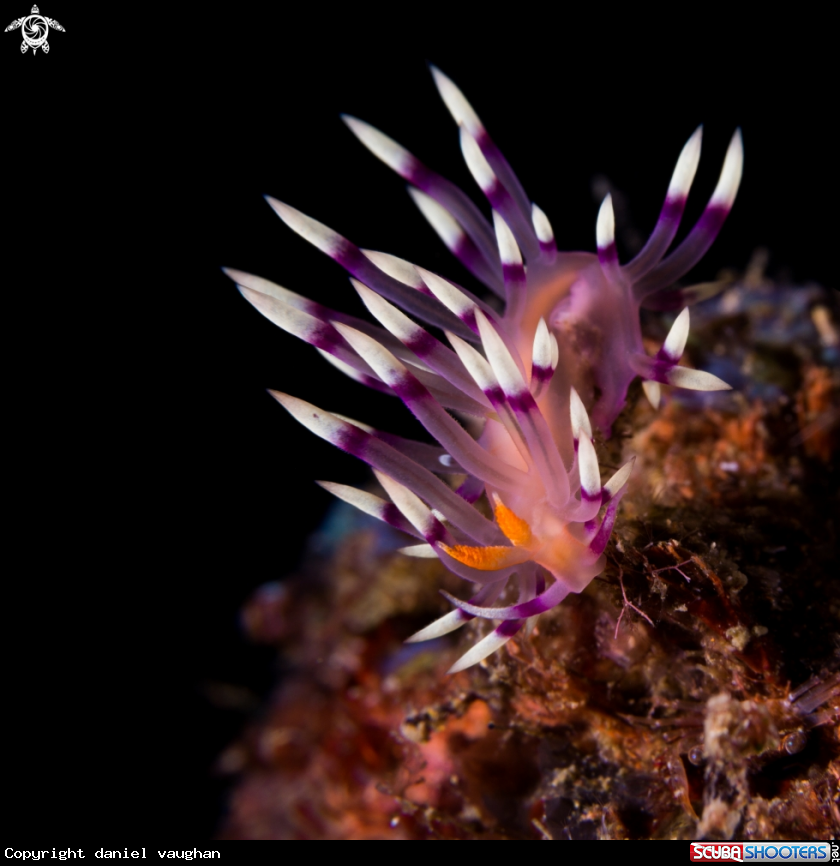 A Nudibrach