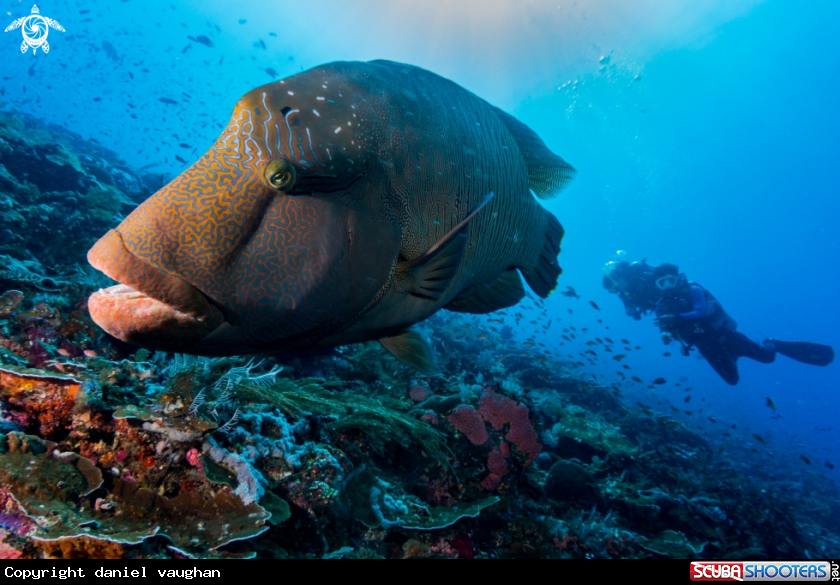 A Napoleon Wrasse