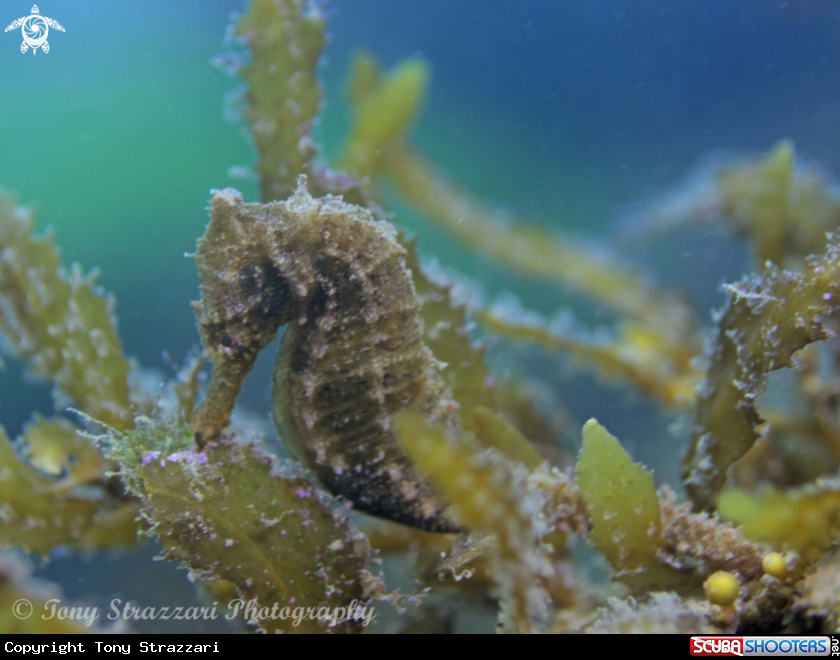 A White's seahorse
