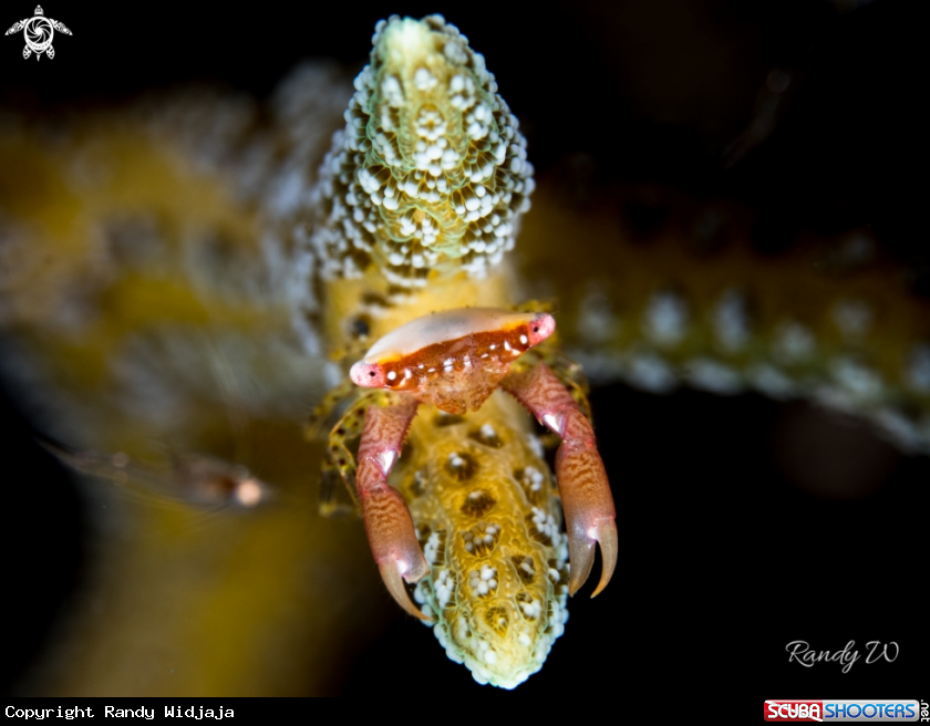 A Crab