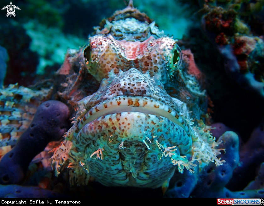 A scorpionfish