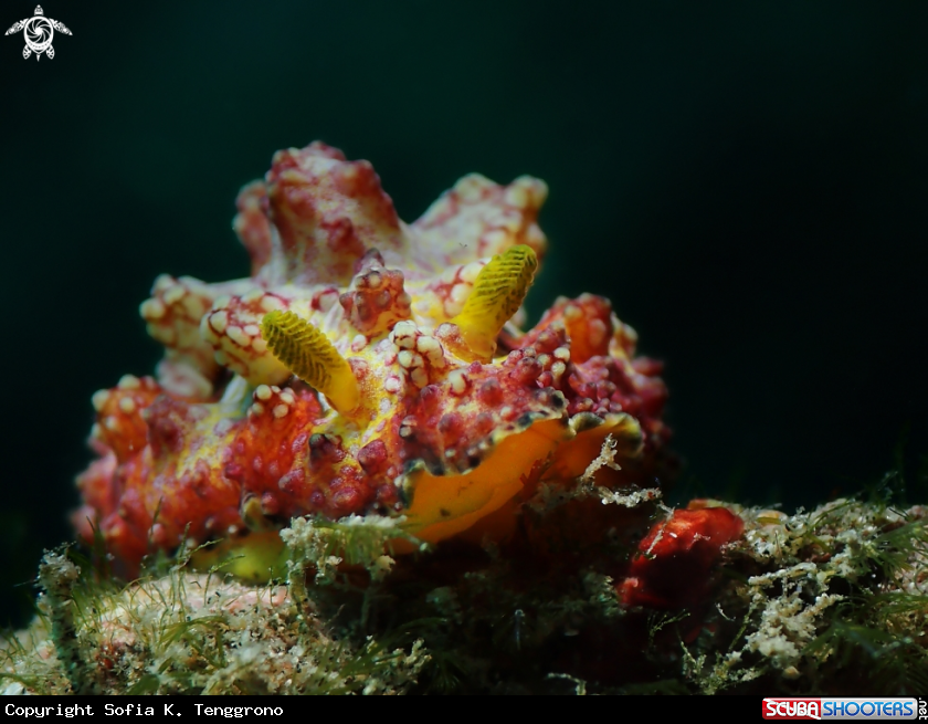 A Nudibranch