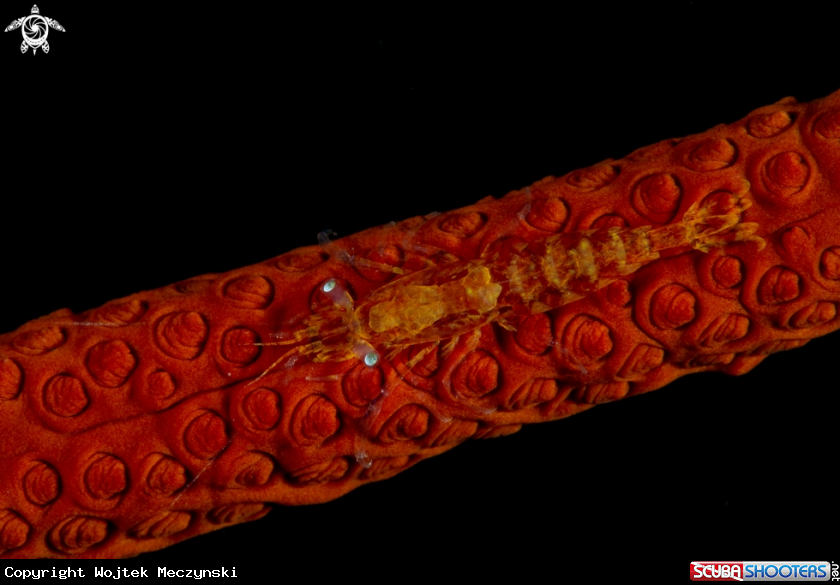 A Yonge's gorgonian shrimp