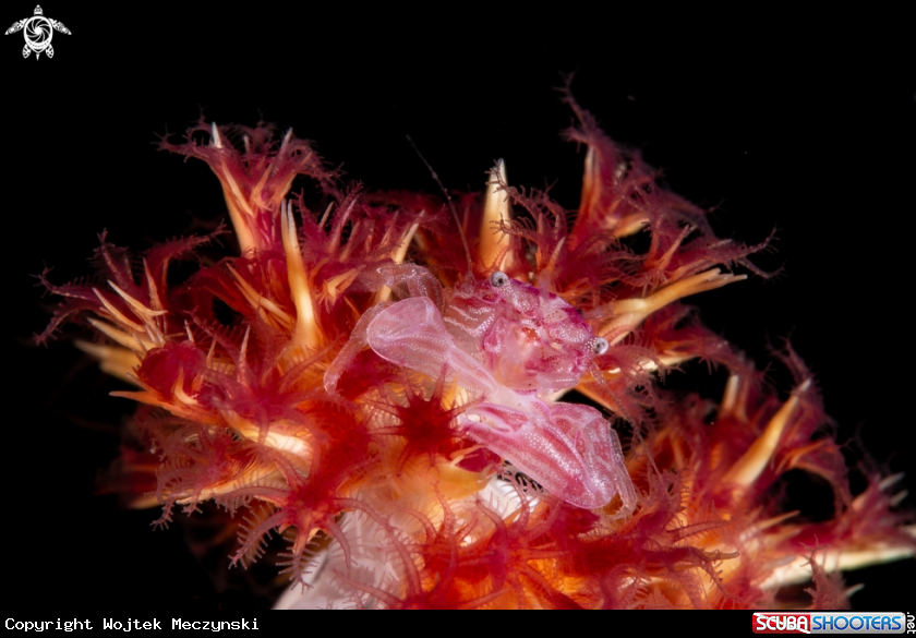 A Porcelain crab