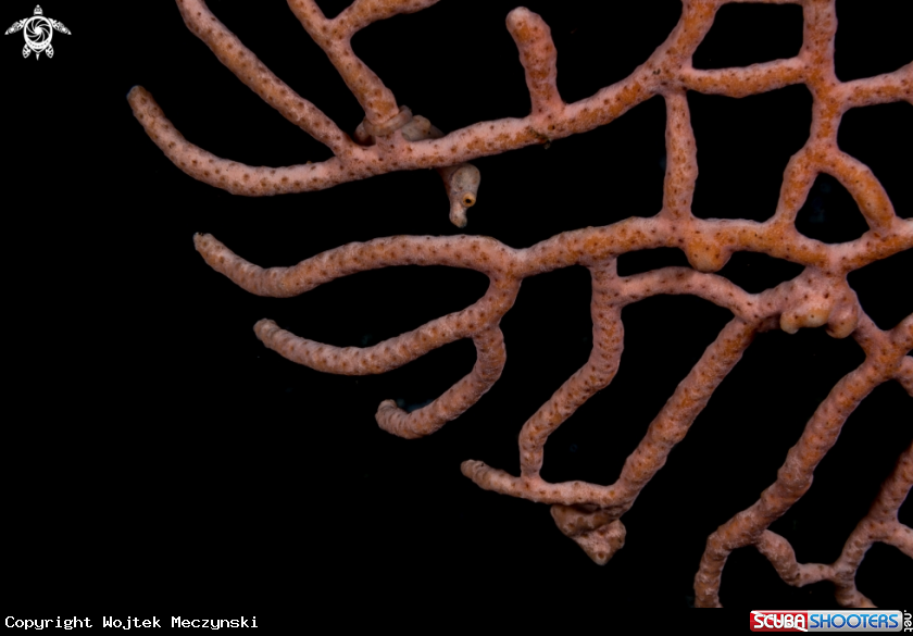 A Denise's pygmy seahorse