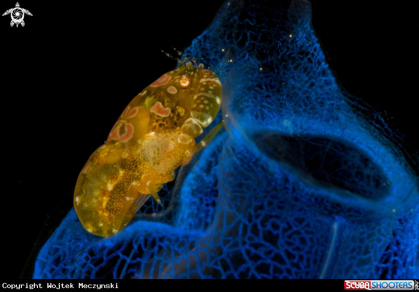 A Tunicate tattoo shrimp