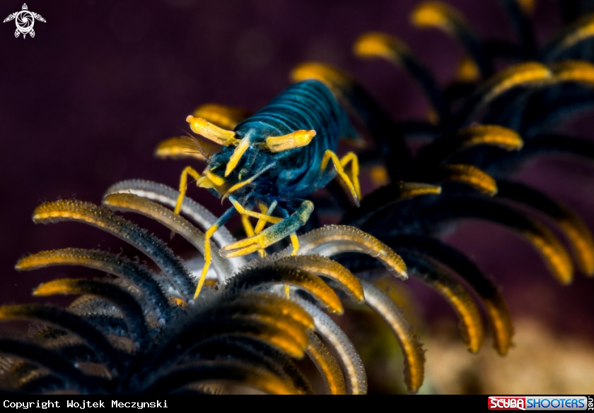 A Ambon crinoid shrimp