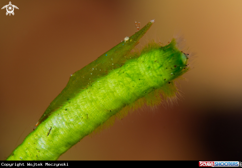 A Bignose seagrass shrimp