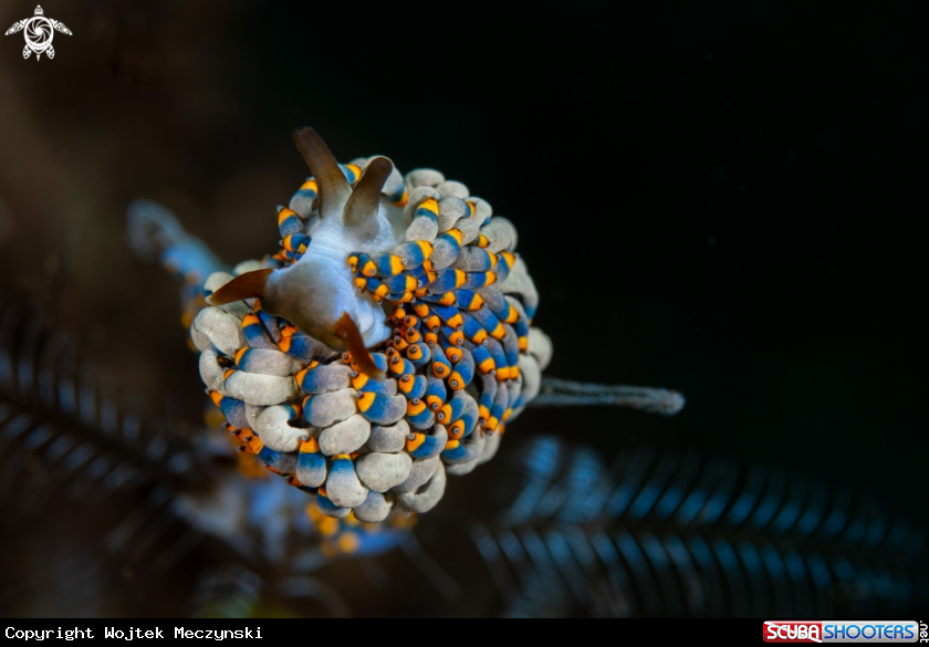 A Nudibranch