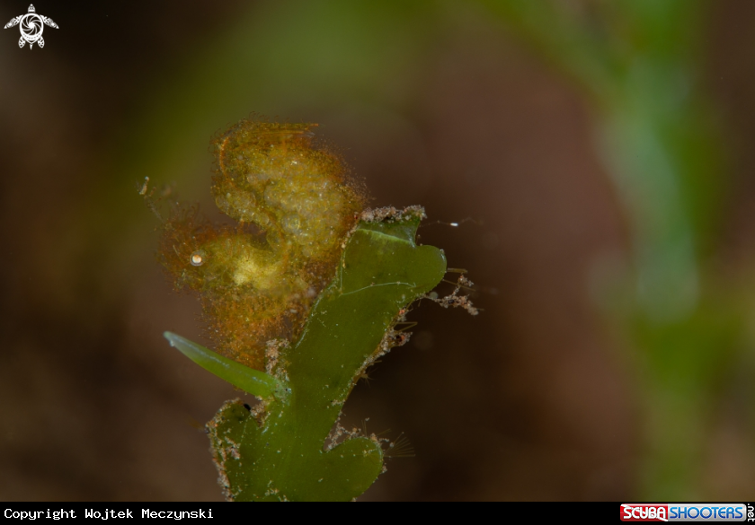 A Green hairy shrimp