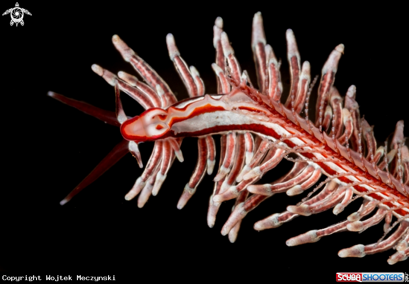 A Nudi