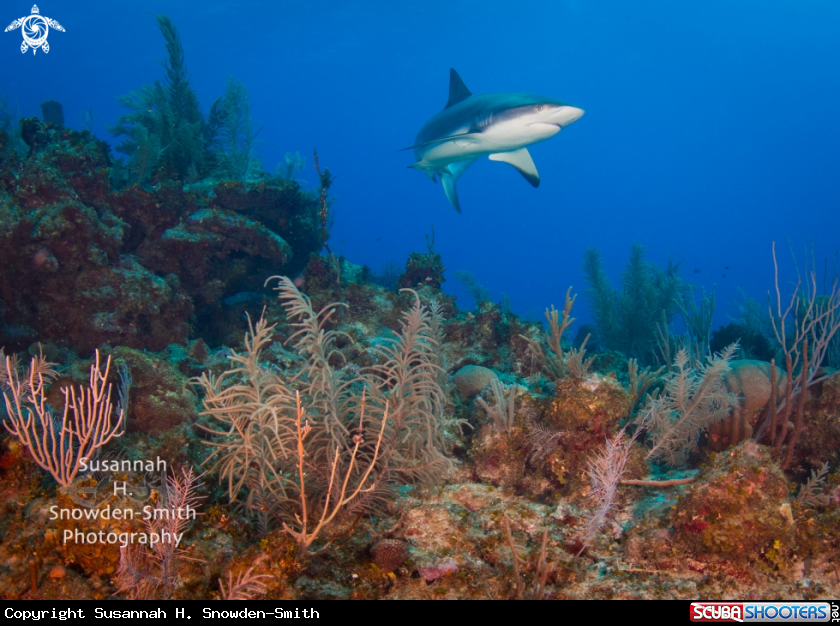 A Caribbean reef shark