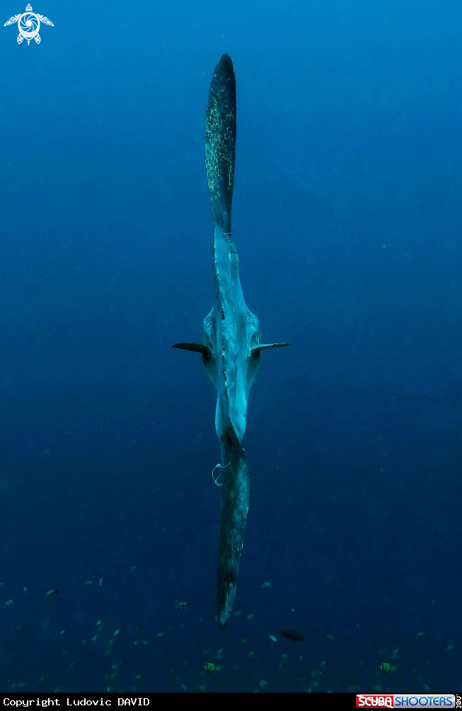 A Mola