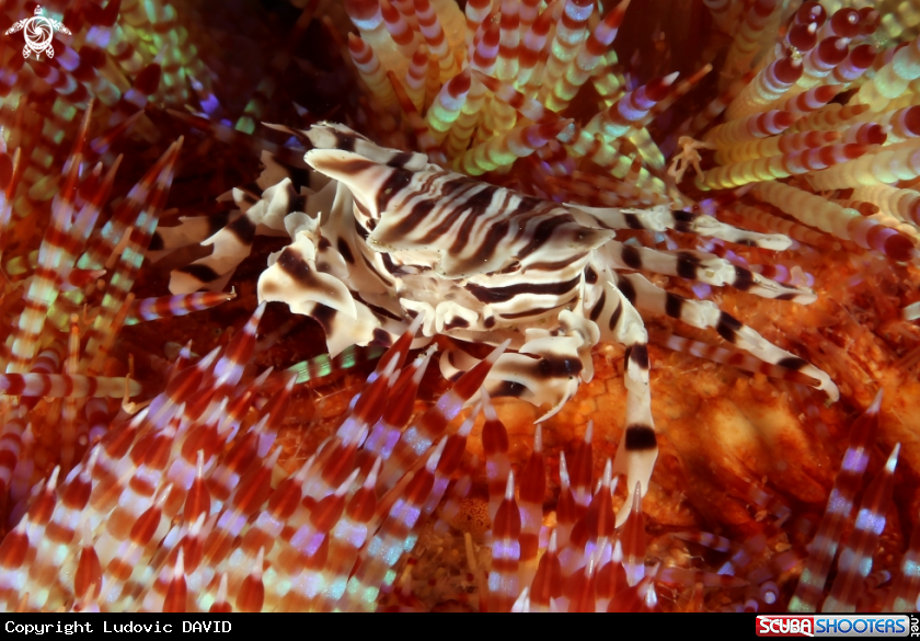 A Zebra Crab