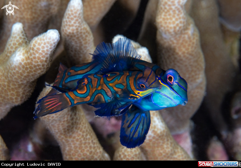 A Mandarin Fish