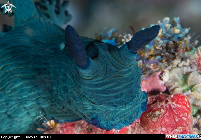 A Miller's Nembrotha Nudibranch