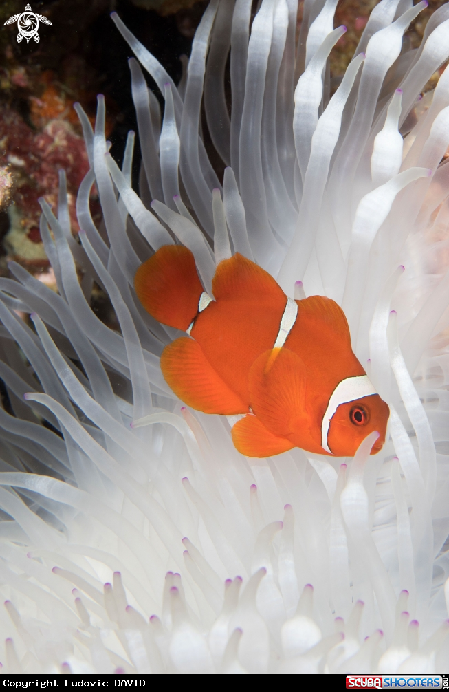 A Spinecheek anemonefish