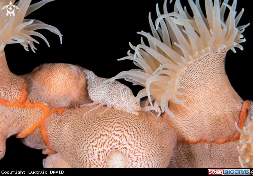 A Leopard Anemone Shrimp