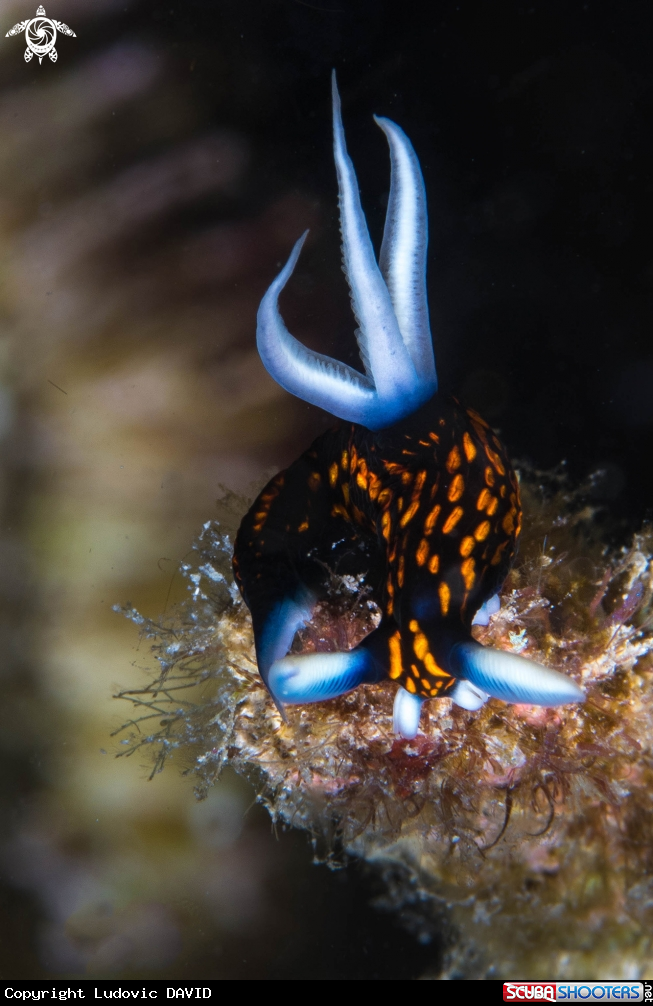 A Gracil Roboastra Nudibranch