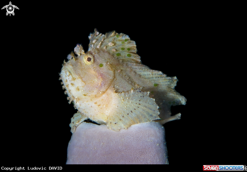 A Leaf scorpion fish