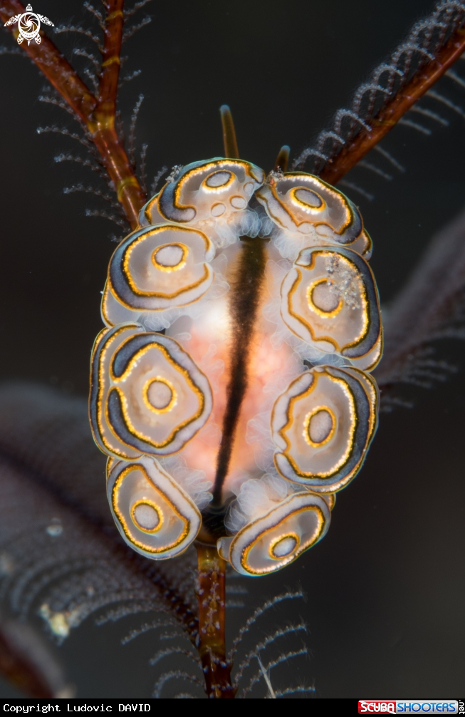 A Donut's Nudibranch