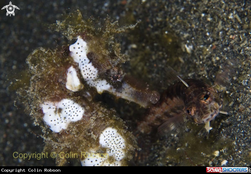 A sea horse