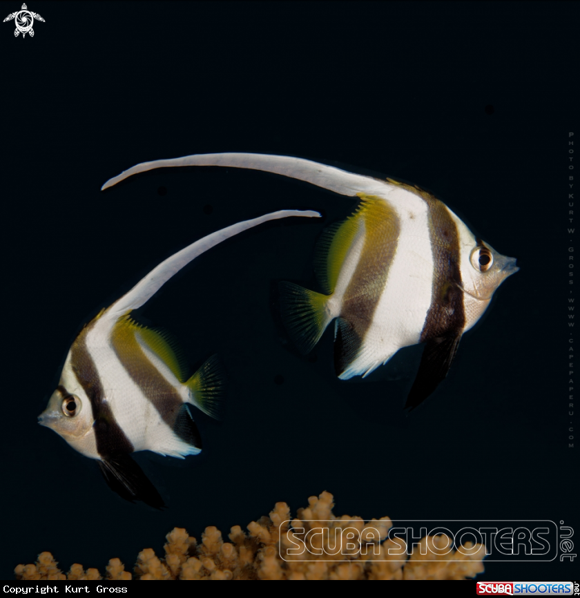 A Longfin Bannerfish