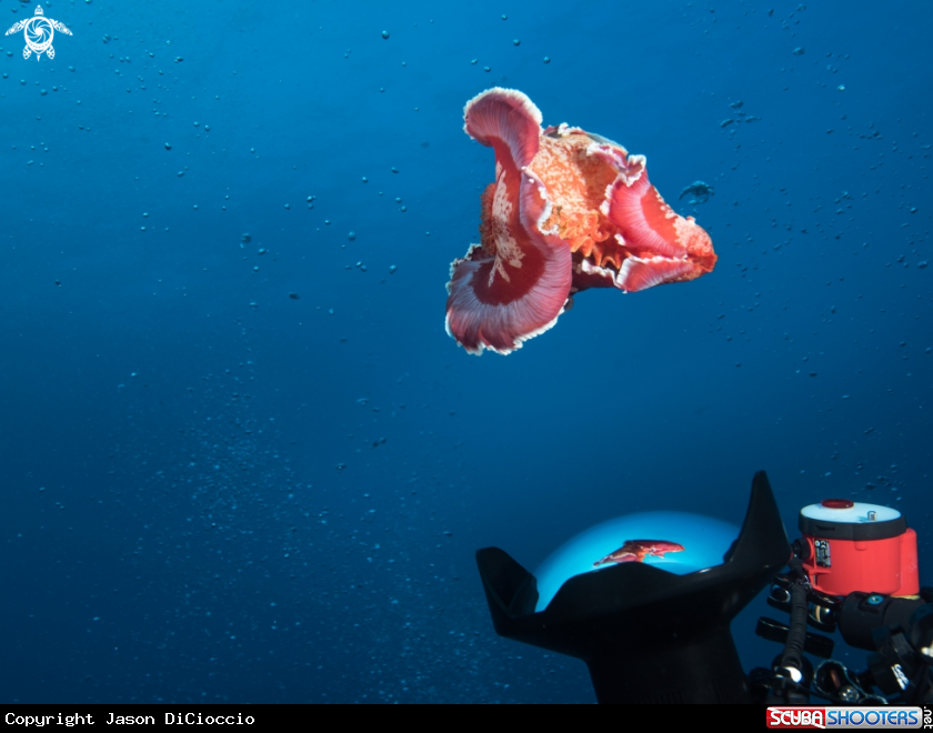 A Spanish Dancer