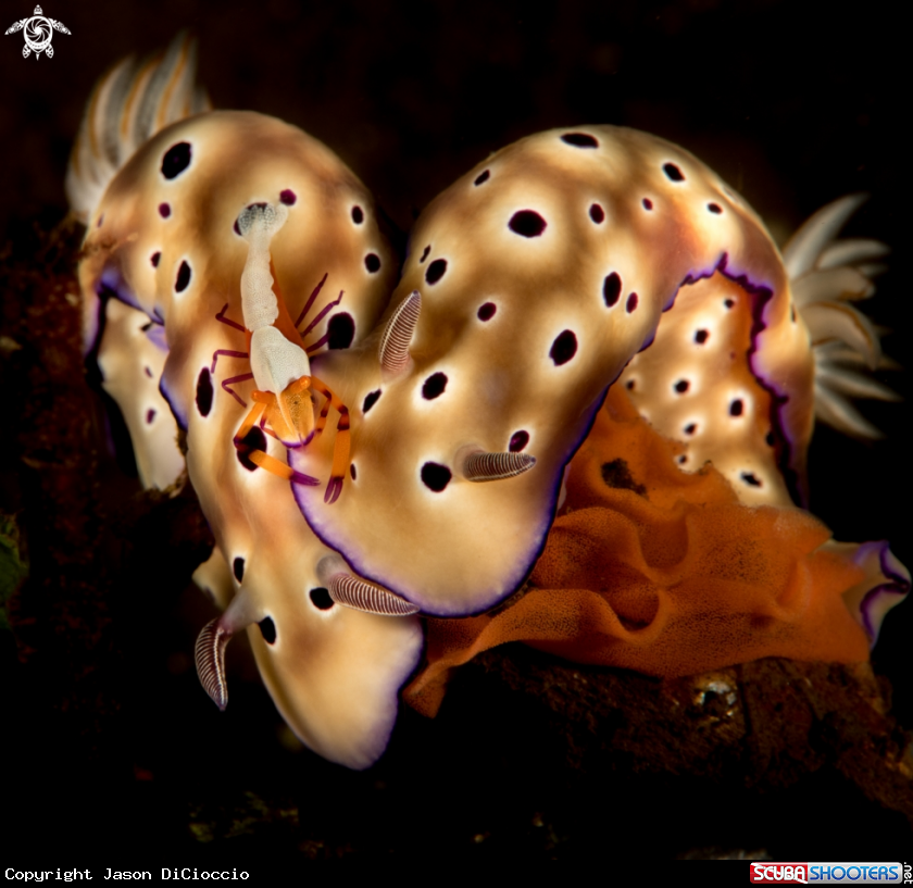 A Nudibranch + emperor shrimp