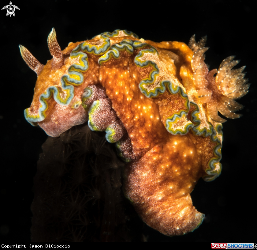 A Nudibranch