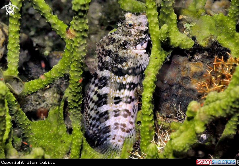 A blenny fish
