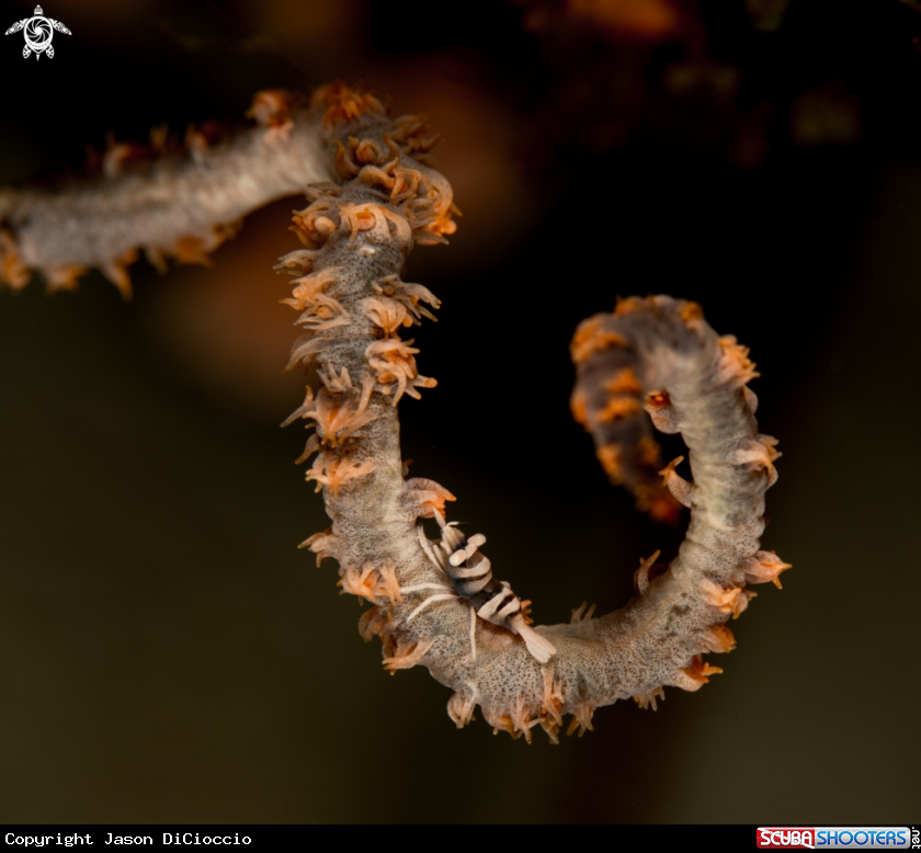 A Wire coral shrimp