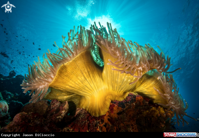 A Anemone 