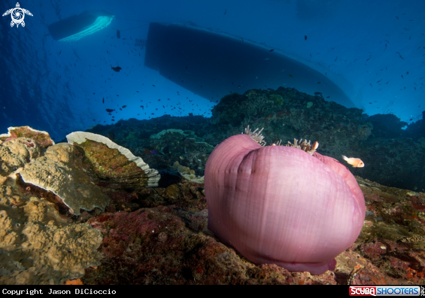 A Coral and boat