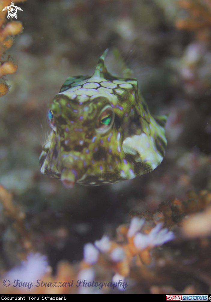 A Thorny-back cowfish