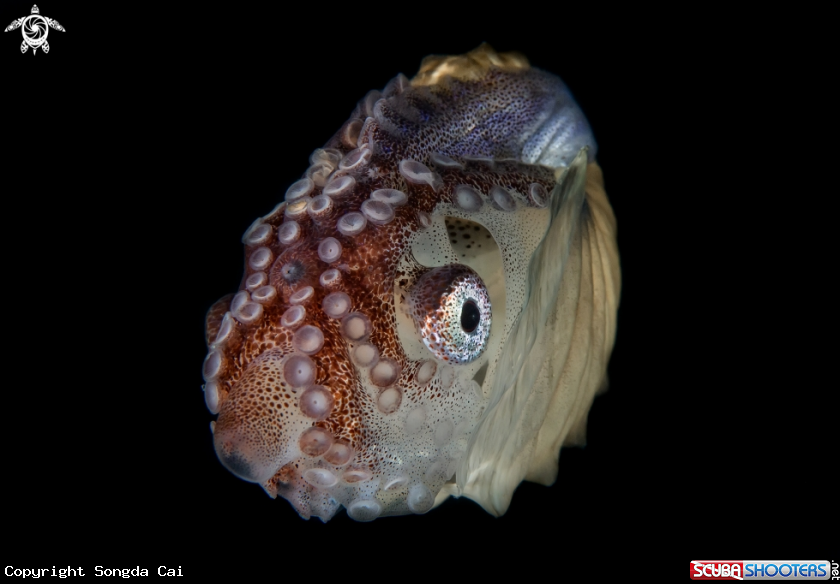 A Paper Nautilus 