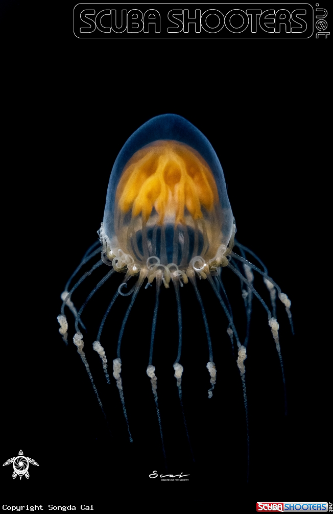 A Jelly Fish