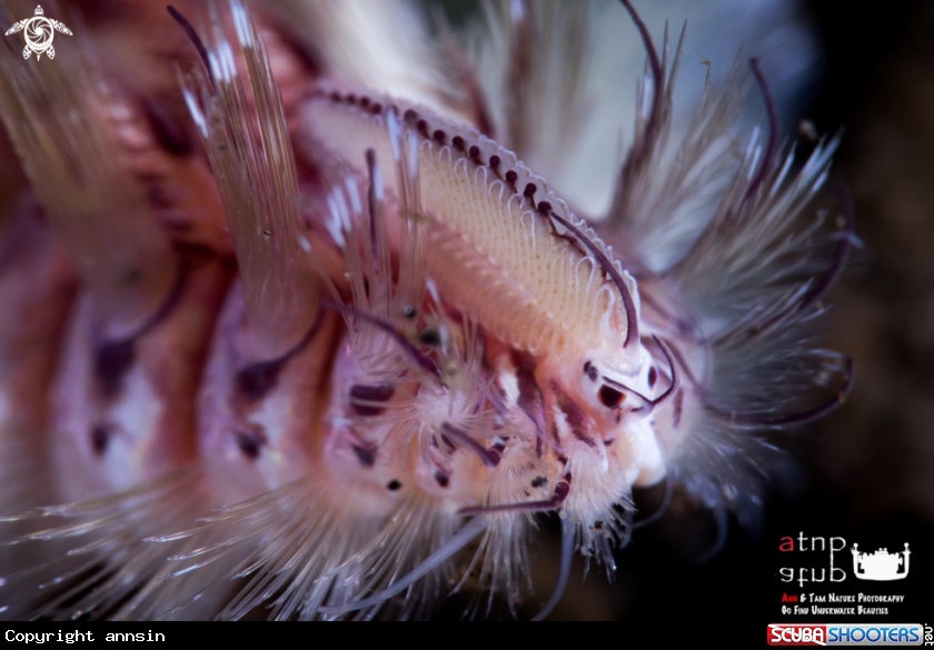 A Bristleworm's caruncle