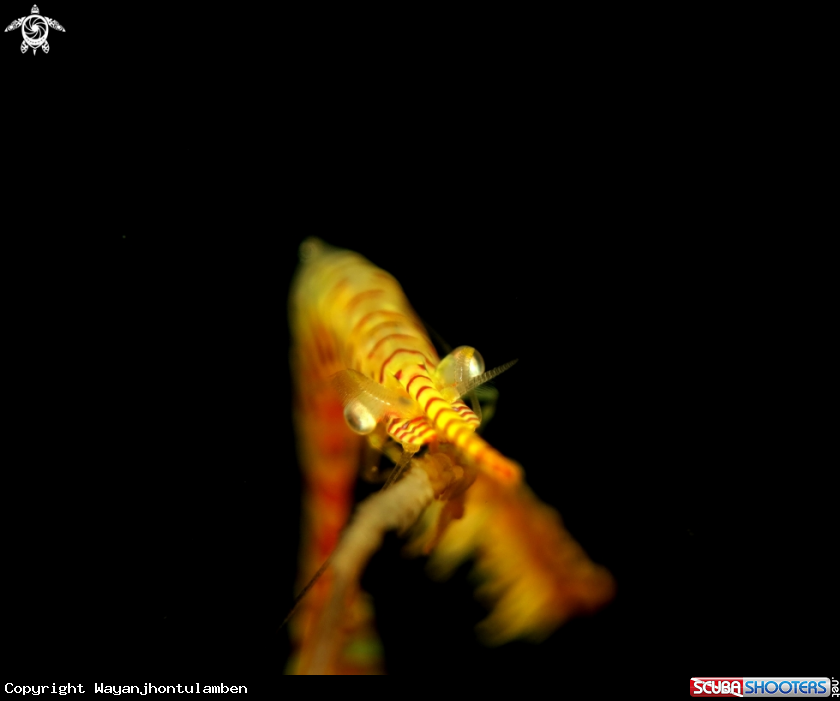 A Tozouma shrimp