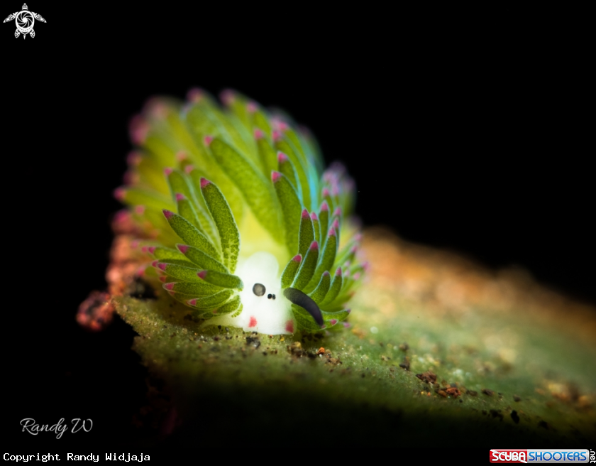 A Nudibranch