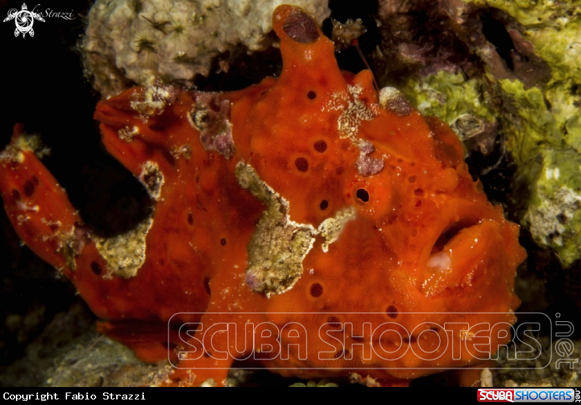 A Frogfish