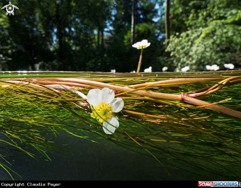 A riverflowers in Switzerland