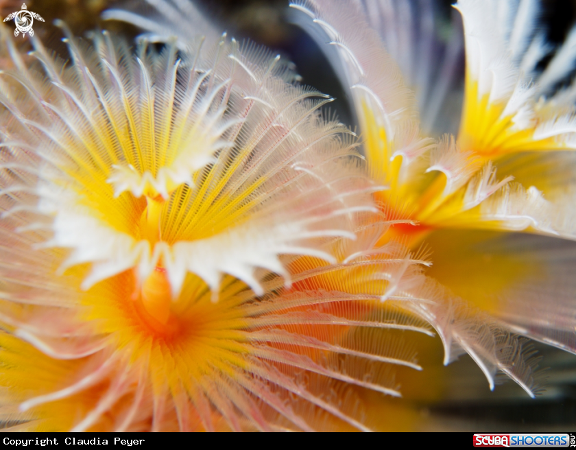 A christmastree tubeworm