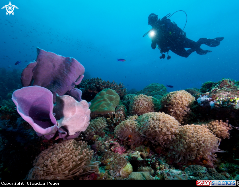 A giant frogfish with diver