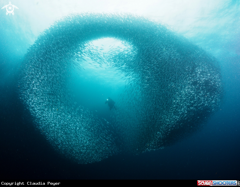 A sardines at moalboal